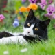 Black and white cat in garden