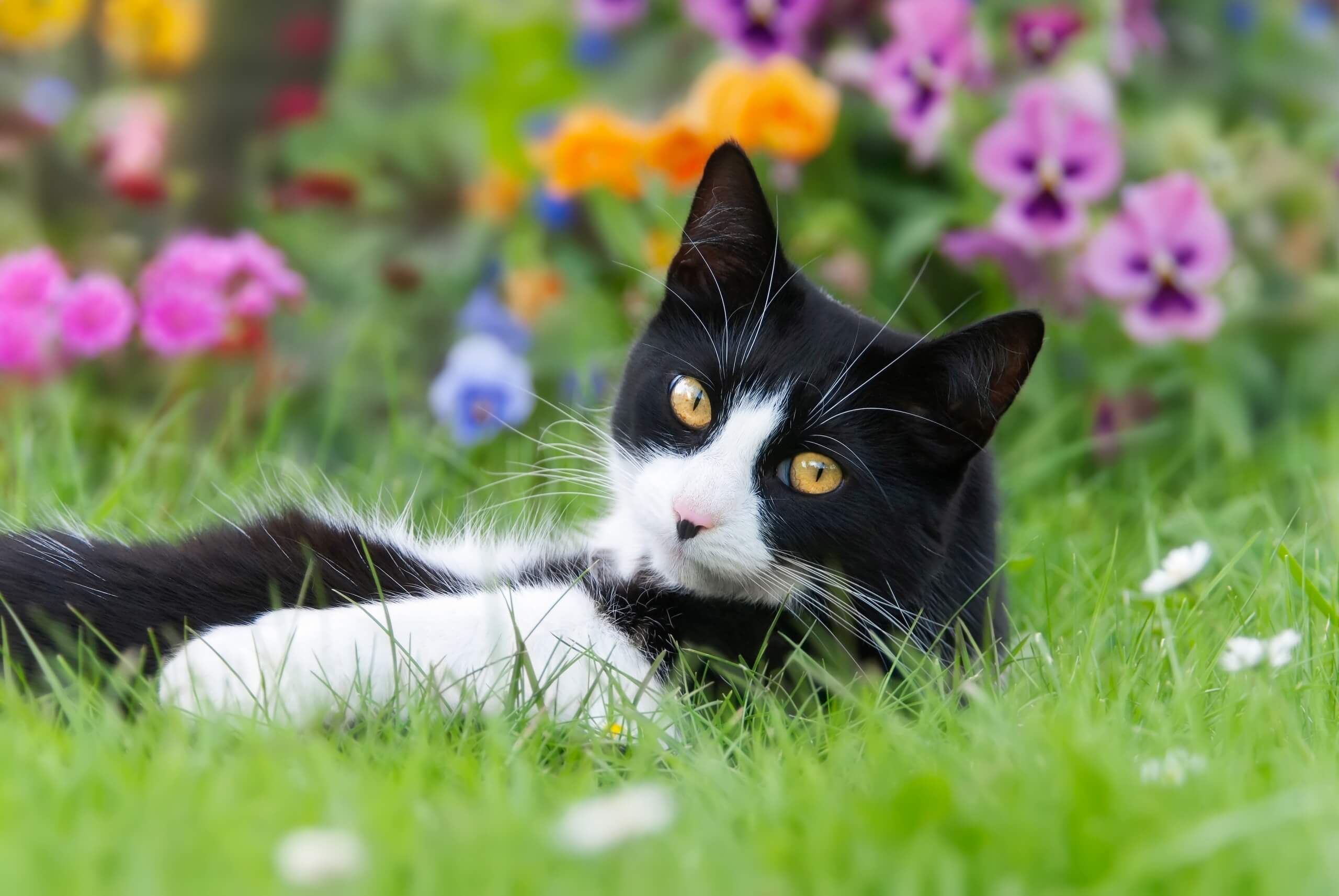 Black and white cat in garden
