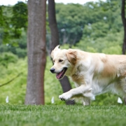Dog fence cost UK comparison of professionally installed DogFence system and DIY kit