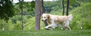 Golden retriever running in garden with dog fence flags