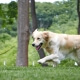 Dog fence cost UK comparison of professionally installed DogFence system and DIY kit