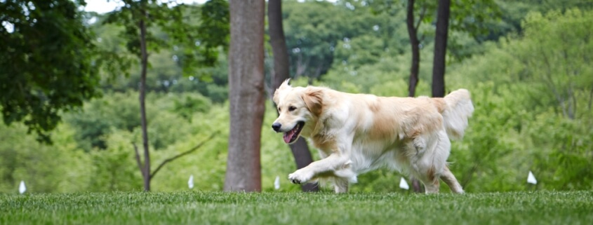 Golden Retriever running towards an invisible dog fence boundary
