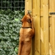 Rhodesian ridgeback trying to escape so he needs a dog fence!