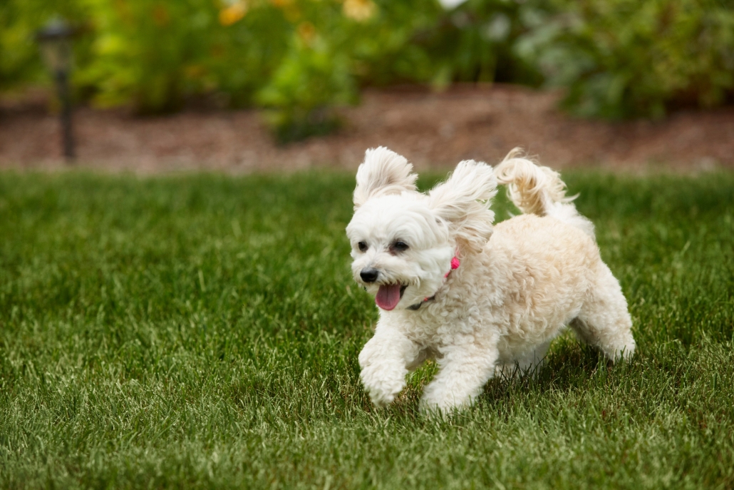 Westie wearing small electronic dog fence collar