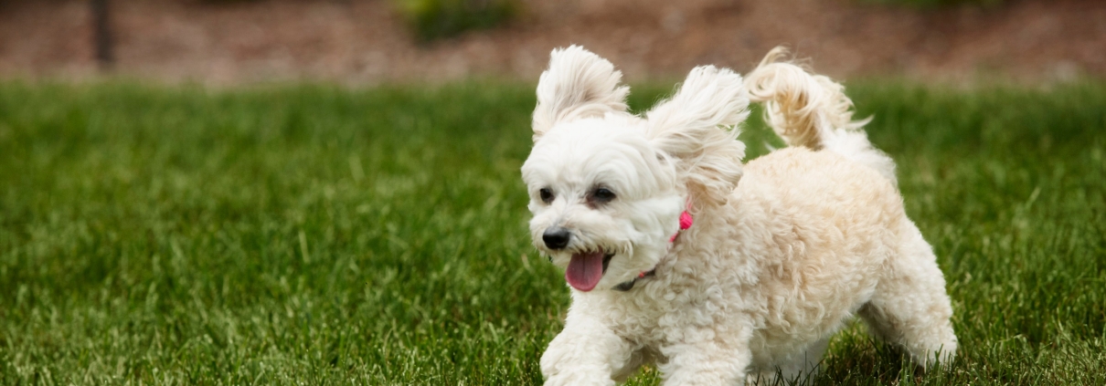 Westie wearing small electronic dog fence collar