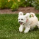 Westie wearing small electronic dog fence collar