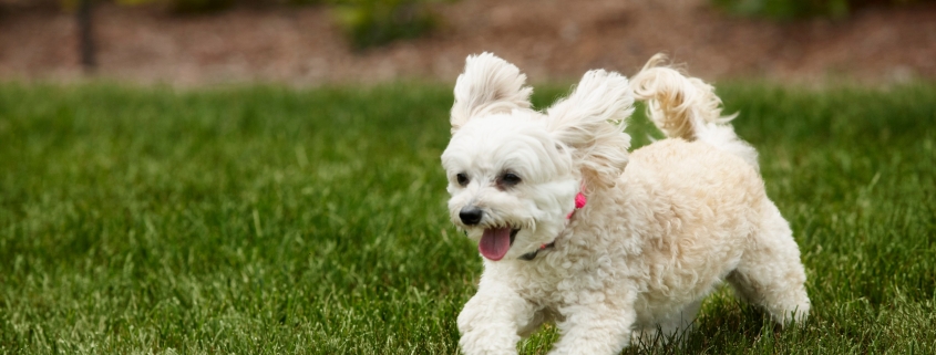 Westie wearing small electronic dog fence collar