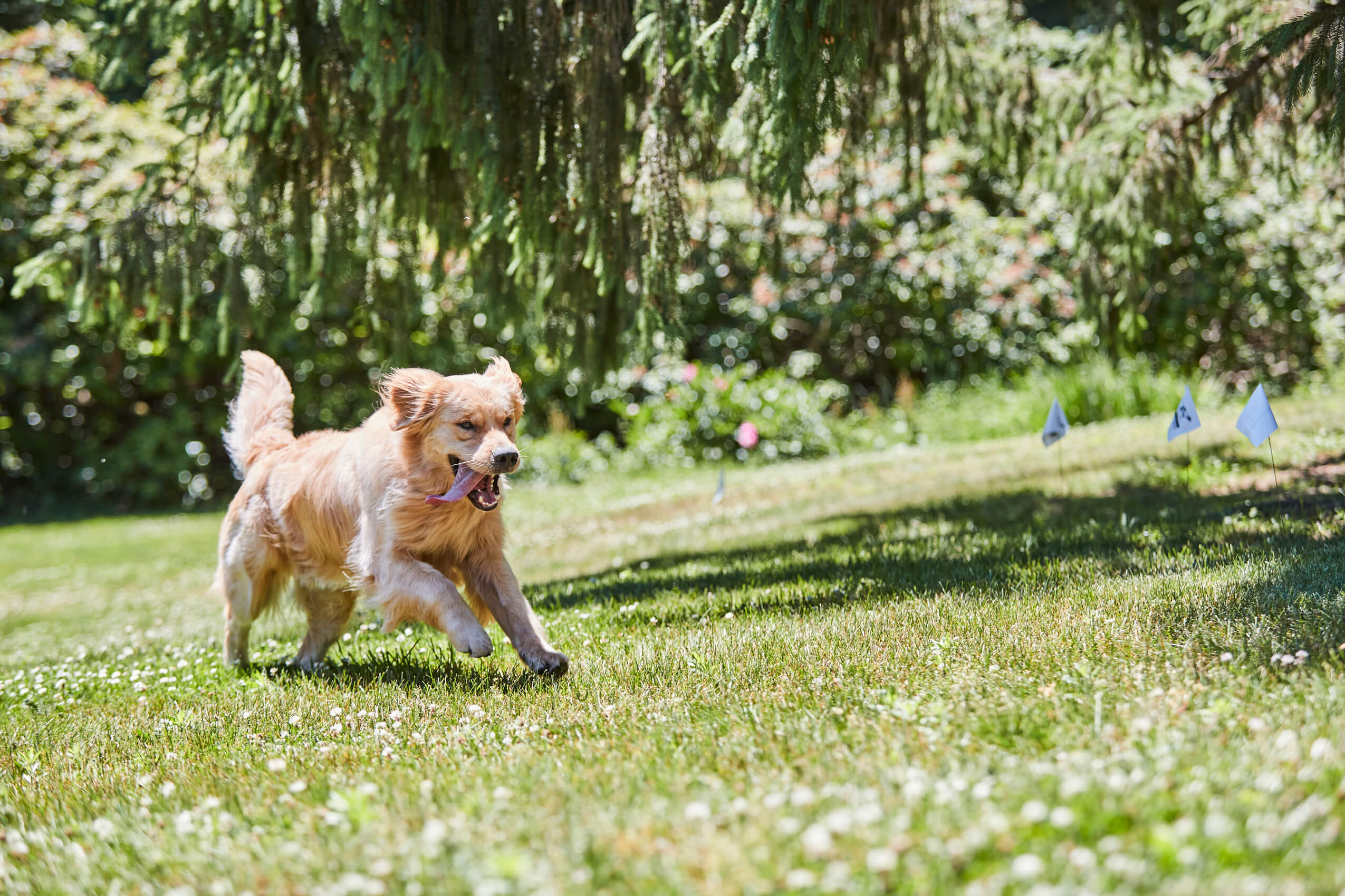 Happy dog running freely in a garden protected by an invisible dog fence — central to the dog fence controversy debate on humane containment