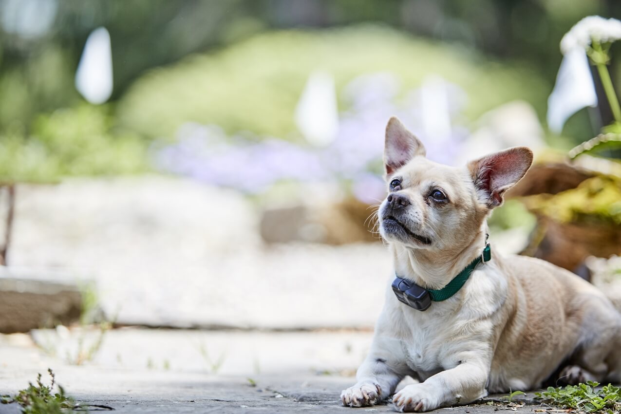 Small dog relaxing safely in garden with lightweight collar—better than the best GPS dog fence systems for comfort and reliability