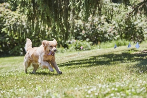 invisible dog fences give dogs freedom 