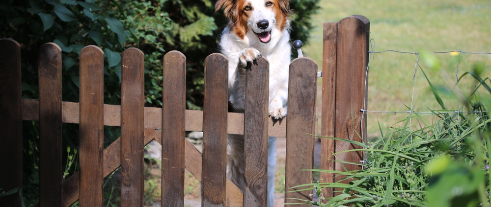 Border Collie looking over a garden gate – how to stop a dog escaping from the garden