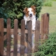 Border Collie looking over a garden gate – how to stop a dog escaping from the garden