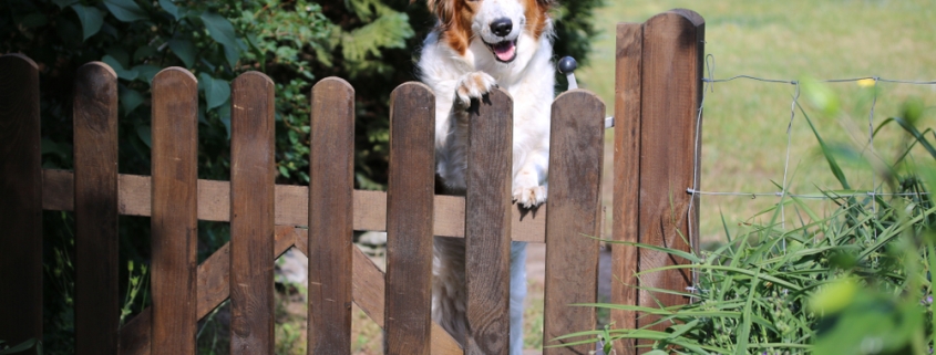 Border Collie looking over a garden gate – how to stop a dog escaping from the garden