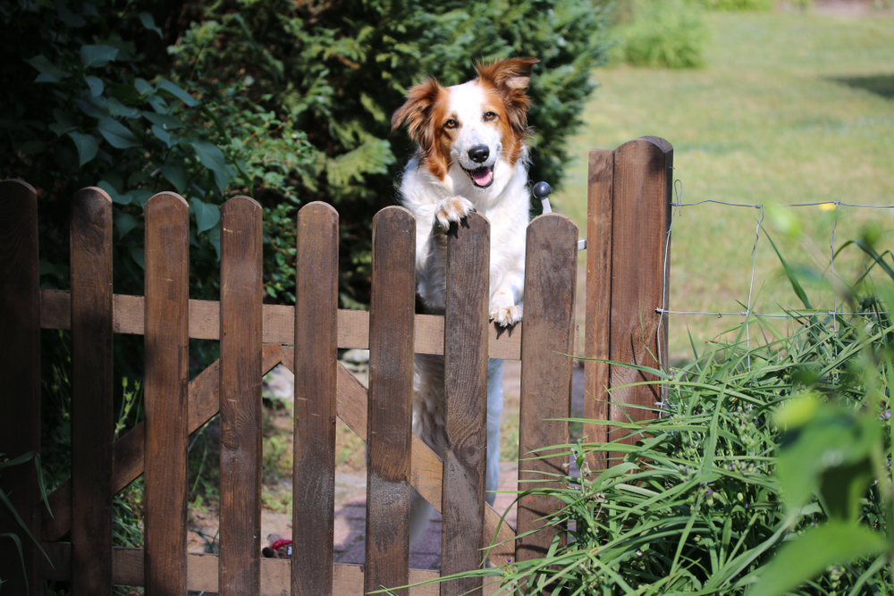 Border Collie looking over a garden gate – how to stop a dog escaping from the garden