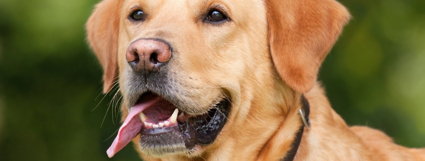 Labrador's are great escape artist dogs