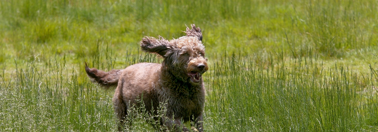 Dog fencing for large properties using an electronic dog fence.