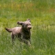 Dog fencing for large properties using an electronic dog fence.