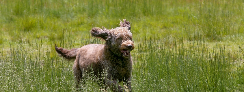 Dog fencing for large properties using an electronic dog fence.