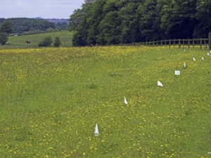 Dog fencing for large properties