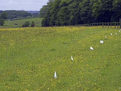 Invisible dog fence flags are installed around the boundary