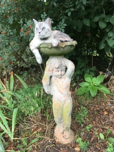 Cat in bird bath to create a pet friendly garden