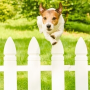 Dog Fencing for Active Breeds how to stop a jack russell jumping a fence