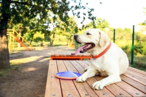 Play zone for dog friendly garden