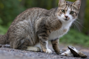 Affordable cat fencing protects songbirds