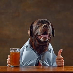 Labrador that has escaped garden and gone to the pub for a pint