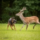 Affordable fencing to stop dog chasing deer