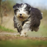 A comparison of physical and electronic dog fences to help pet owners choose the best fencing solution for safety and security.