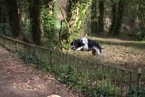 Dog escaping over wooden fence showing need for secure dog fence options