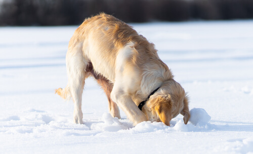 Dog digging in snow but cannot escape as they are contained with a dog fence
