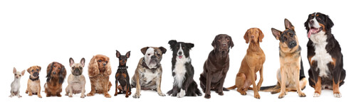 Invisible dog fences work for all sizes of dogs