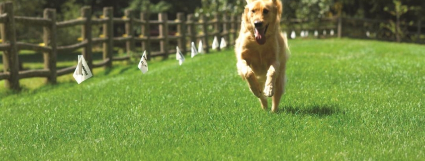 Electronic dog fence training gives the dog freedom