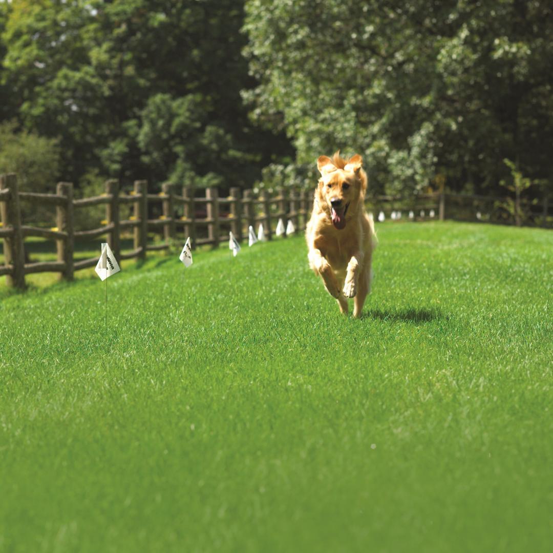 Dog Safe with Dog Fence