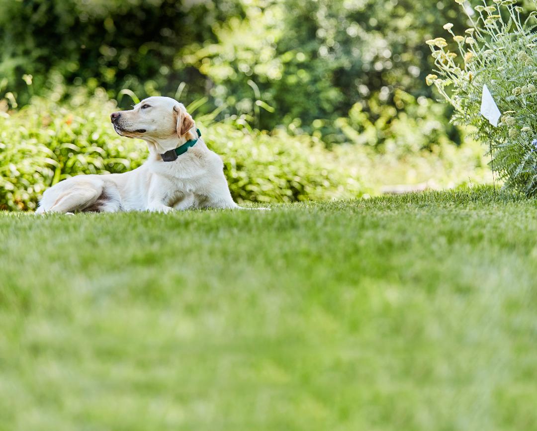 calm dog resting confidently in garden after invisible dog fence training