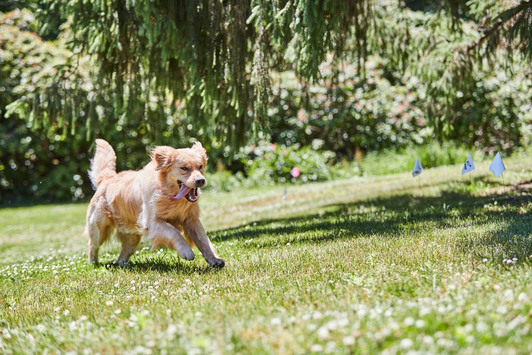 Dog in a landscaped garden with invisible dog fence system