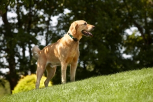 Lab standing safely near an underground dog fence boundary in a garden