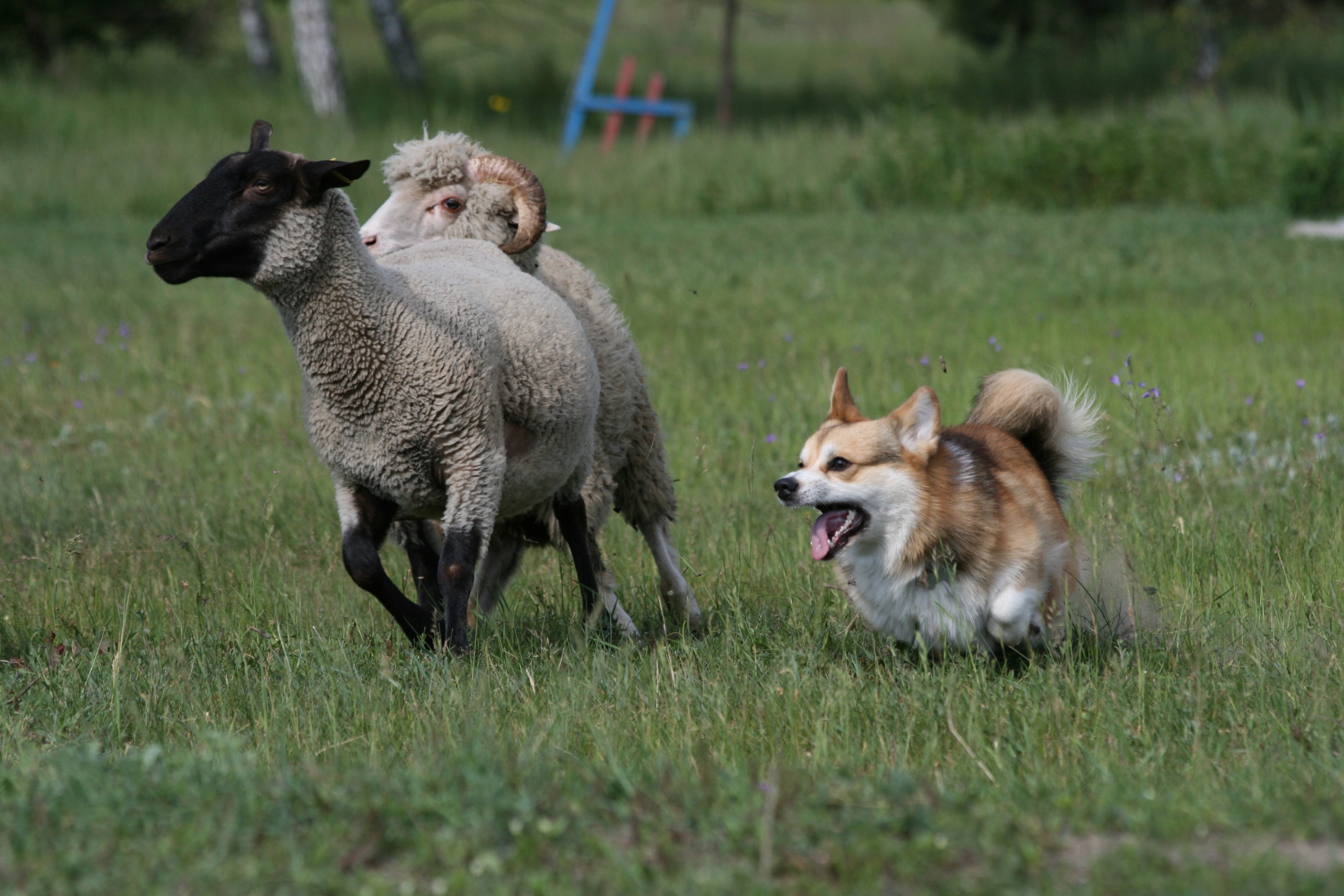 Dog chasing sheep in countryside illustrating the risk of livestock worrying without proper containment"