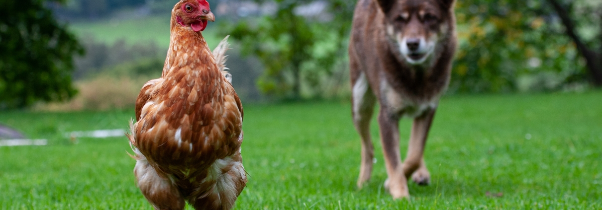 alt="Dog chasing chicken in garden highlighting need for secure pet containment system"