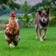 alt="Dog chasing chicken in garden highlighting need for secure pet containment system"