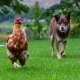 alt="Dog chasing chicken in garden highlighting need for secure pet containment system"