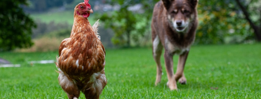 alt="Dog chasing chicken in garden highlighting need for secure pet containment system"