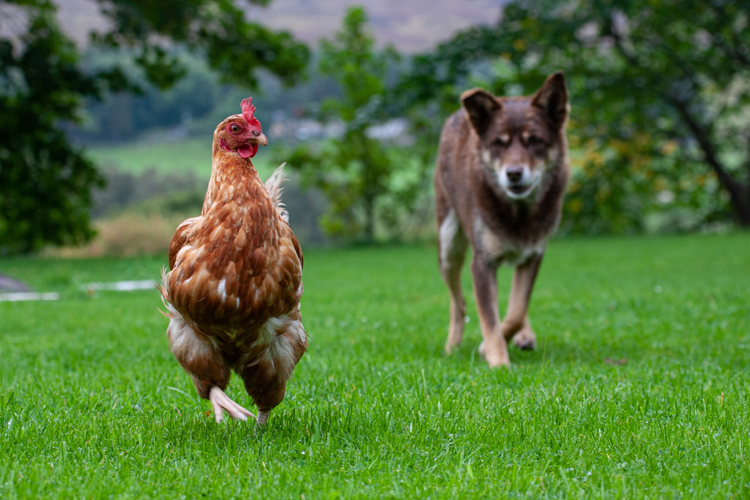 alt="Dog chasing chicken in garden highlighting need for secure pet containment system"
