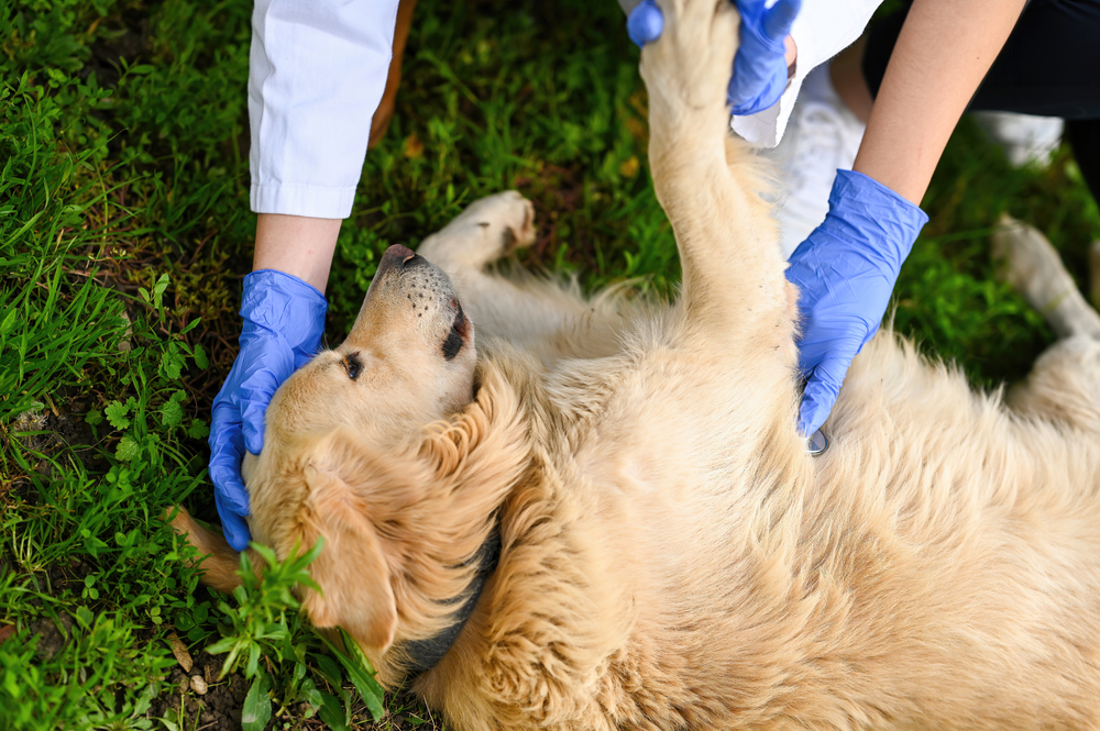 Woman treating dog with gloves on for dog first aid and pet safety in the UK
