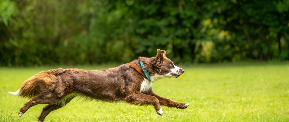 dog running fast cannot out run the dog boundary fence