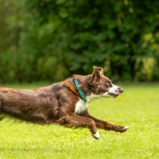 dog running fast cannot out run the dog boundary fence