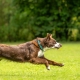 dog running fast cannot out run the dog boundary fence