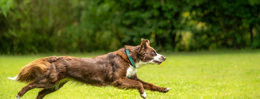 dog running fast cannot out run the dog boundary fence